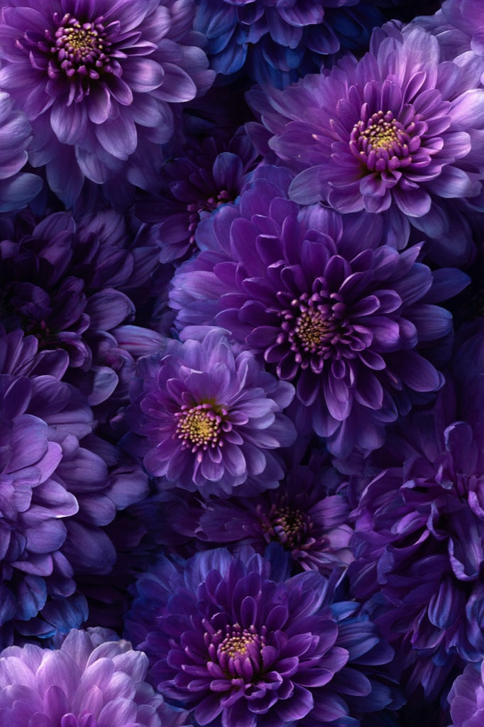 Opulent Deep Purple Blossom Floral Wallpaper pattern artwork