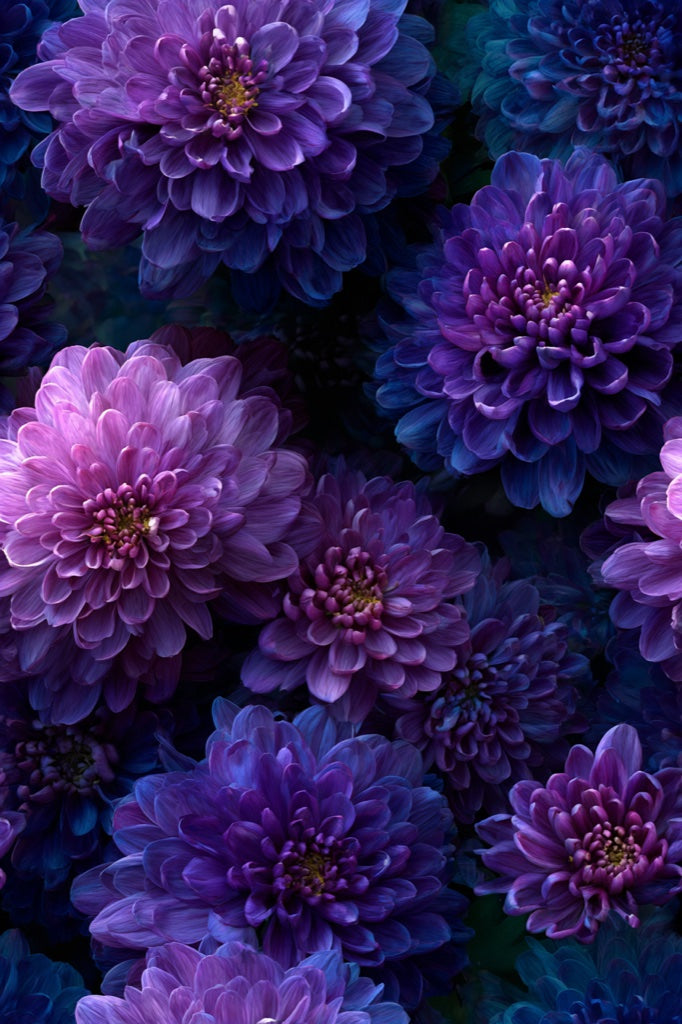 Deep Purple Dahlia Floral Wallpaper pattern artwork