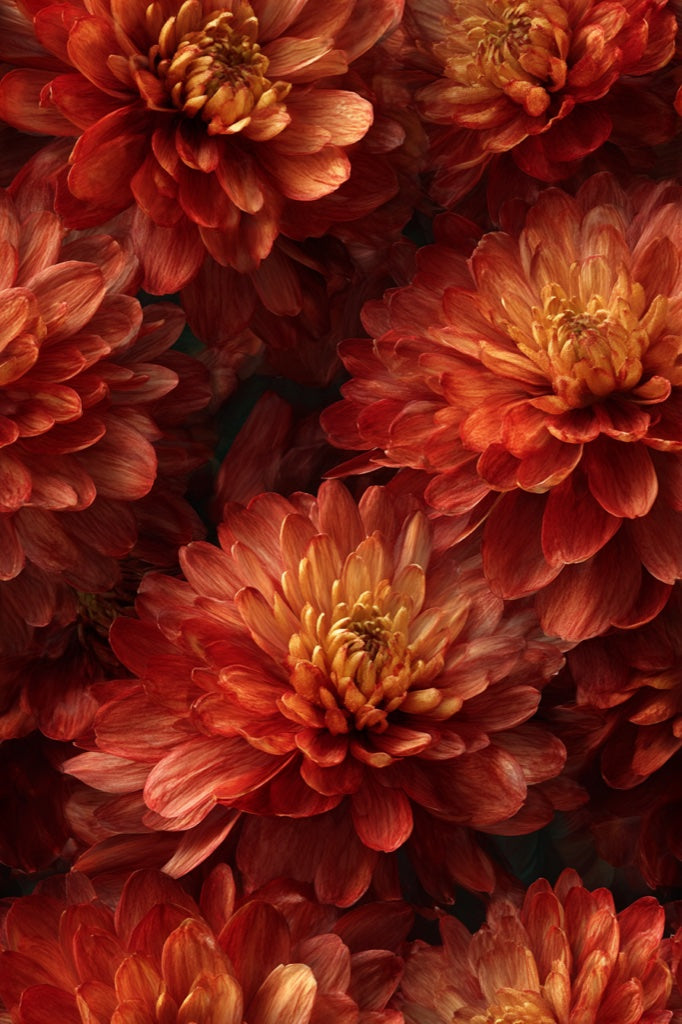 Fiery Orange Chrysanthemum Floral Wallpaper pattern artwork