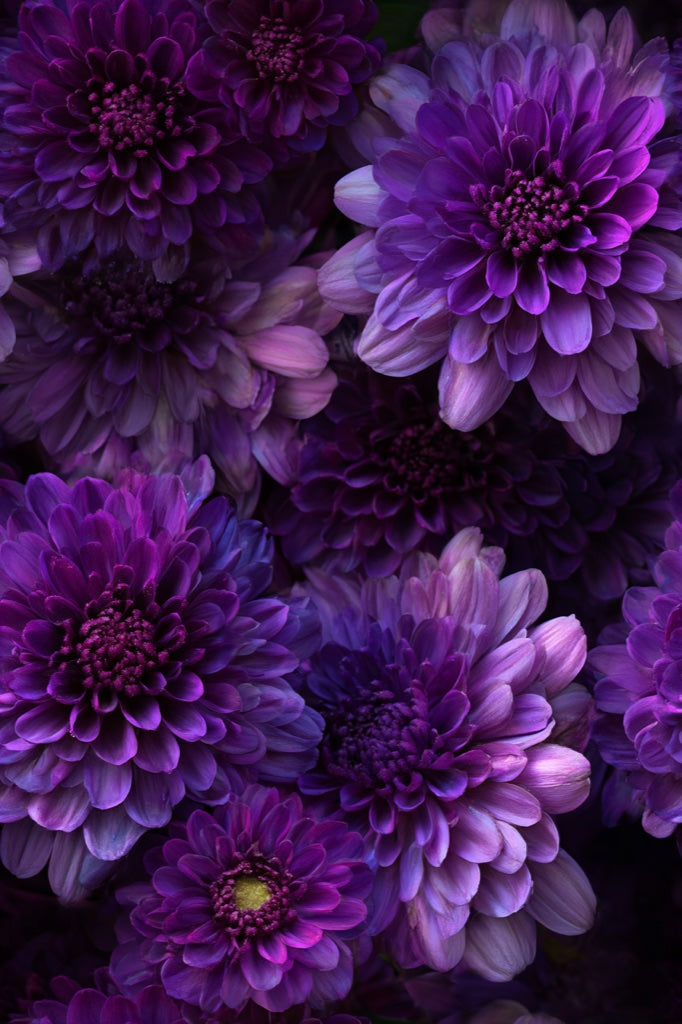 Deep Purple Large Dahlia Floral Wallpaper pattern artwork