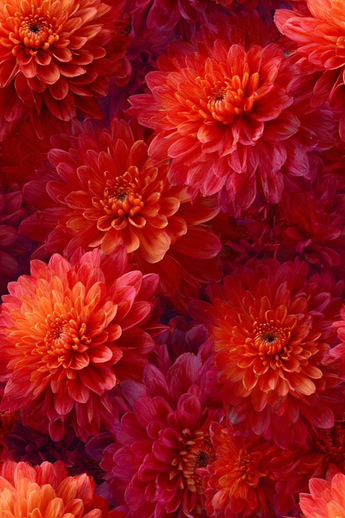Fiery Orange and Red Chrysanthemum Floral Wallpaper pattern artwork