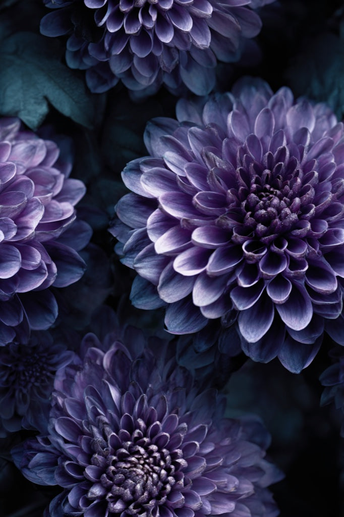 Dark Violet Large Floral Pattern Wallpaper pattern artwork