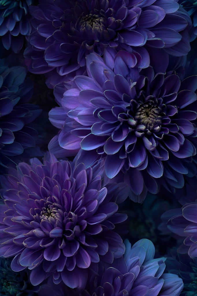 Deep Plum Purple Dahlia Floral Wallpaper pattern artwork