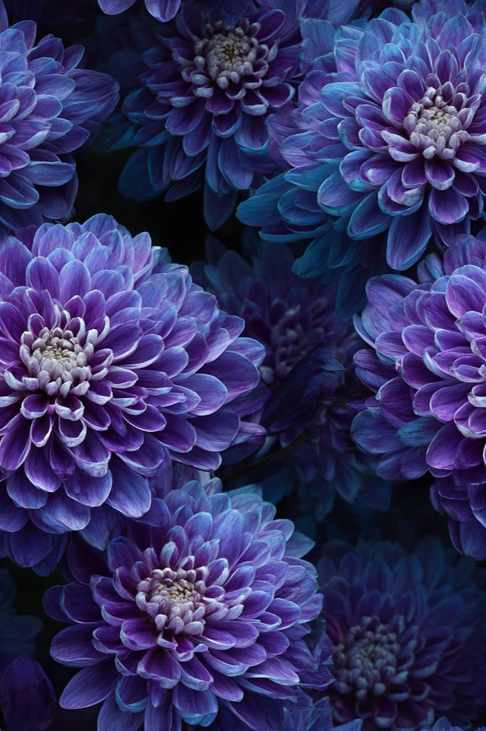 Deep Purple Dahlia Floral Wallpaper pattern artwork