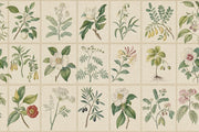 Herbarium Wallpaper Botanical Antique Parchment Removable Wall Decor design