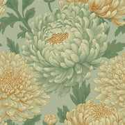 Floral Wallpaper Chrysanthemum Blooms Removable Botanical Illustration Wall Double Roll design