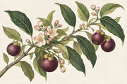 Mangosteen Branch Wallpaper Vintage Botanical Wall Mural design