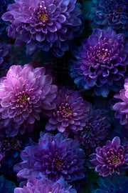 Deep Purple Dahlia Floral Wallpaper design