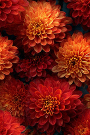 Fiery Red Dahlia Bloom Floral Wallpaper design