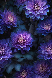 Deep Black and Purple Dahlia Floral Wallpaper design