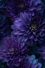 Deep Plum Purple Dahlia Floral Wallpaper design